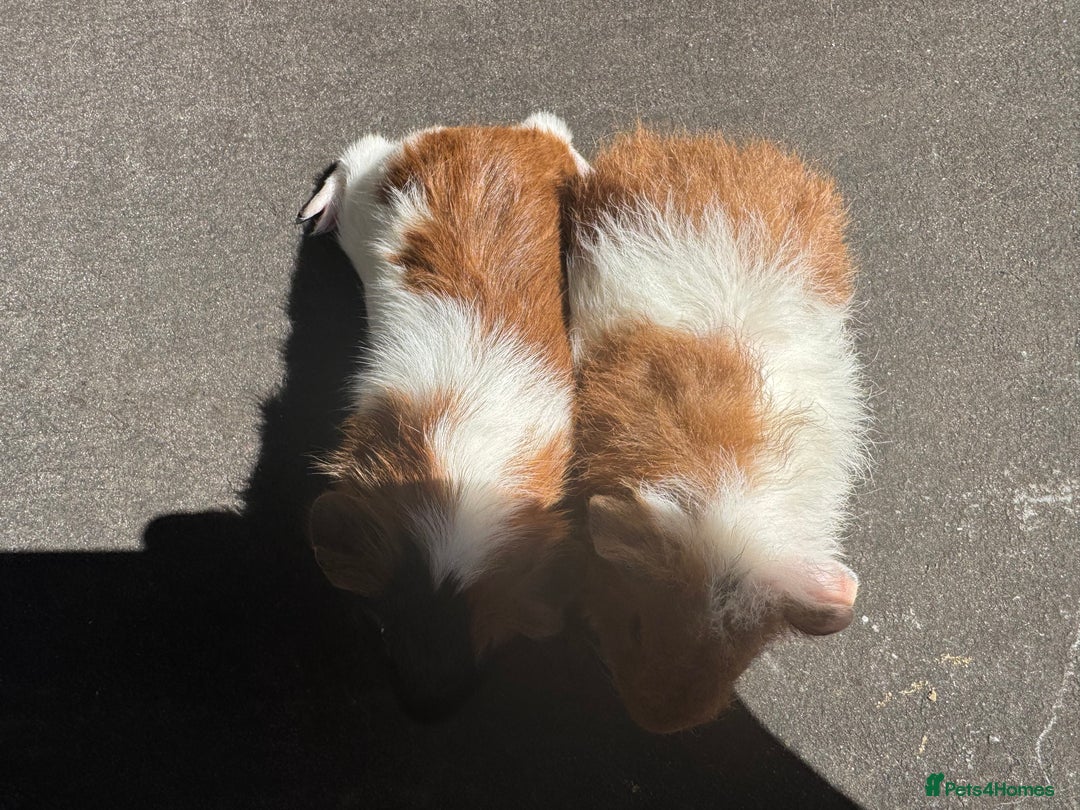 Guinea Pig rodents for sale: Stunning baby male guinea pigs  - Image 5