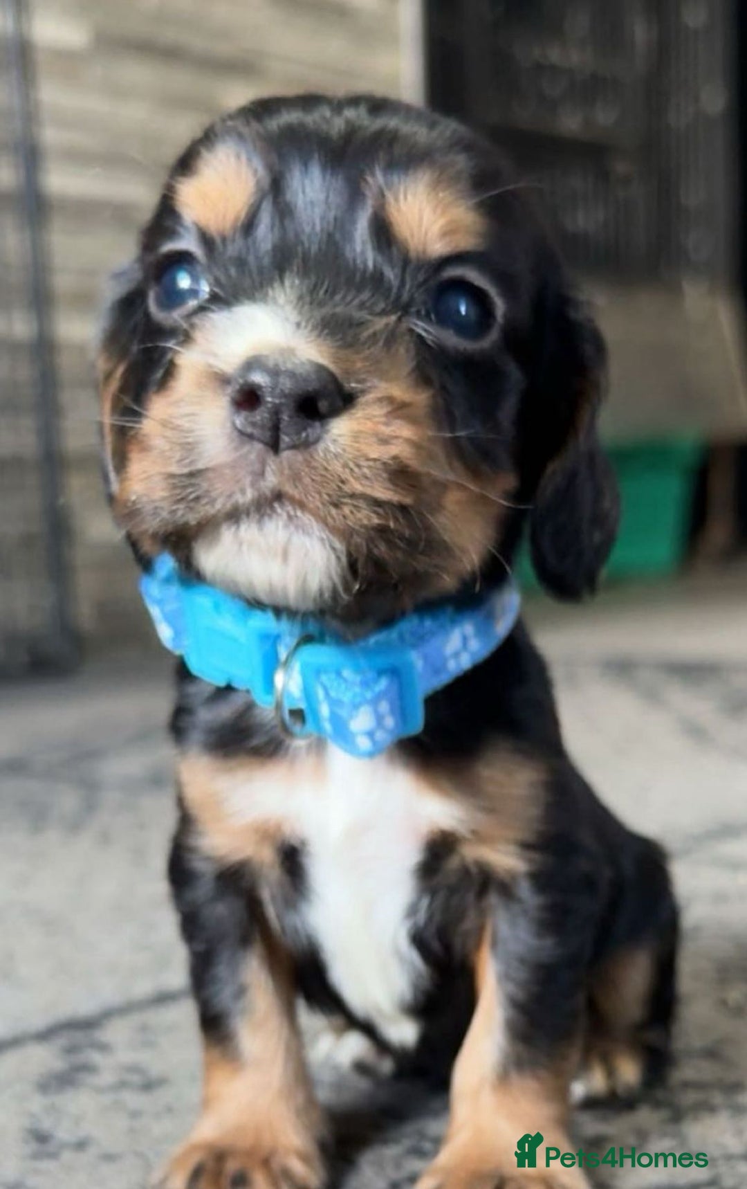 Cocker Spaniel dogs for sale: Cocker spaniel puppies - Advert 3