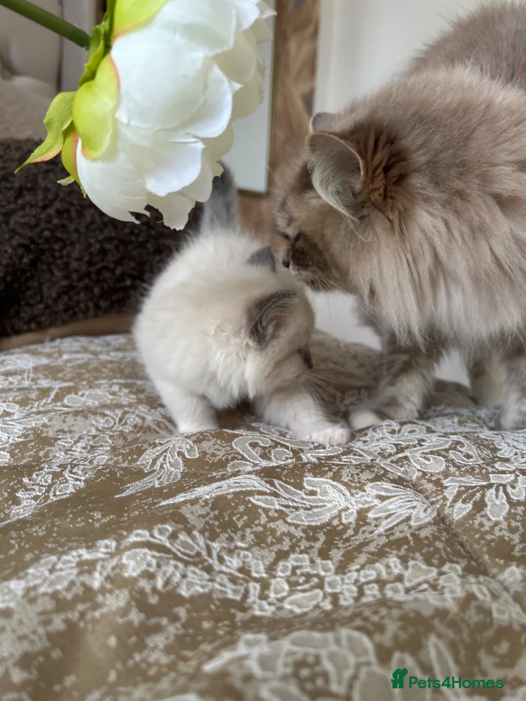 Ragdoll cats for sale: Adorable Ragdolls Babies 🌸🌸🌸 - Advert 32
