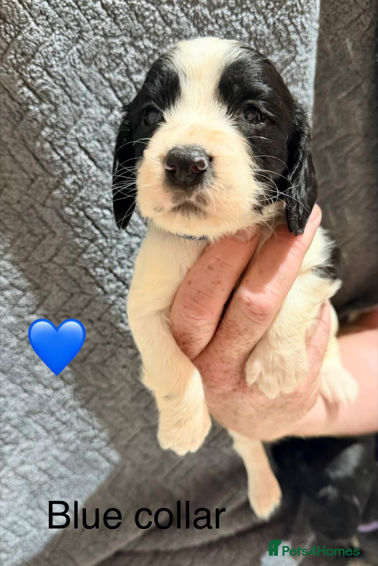 Sprocker dogs for sale: 10 Sprocker puppies - Advert 1
