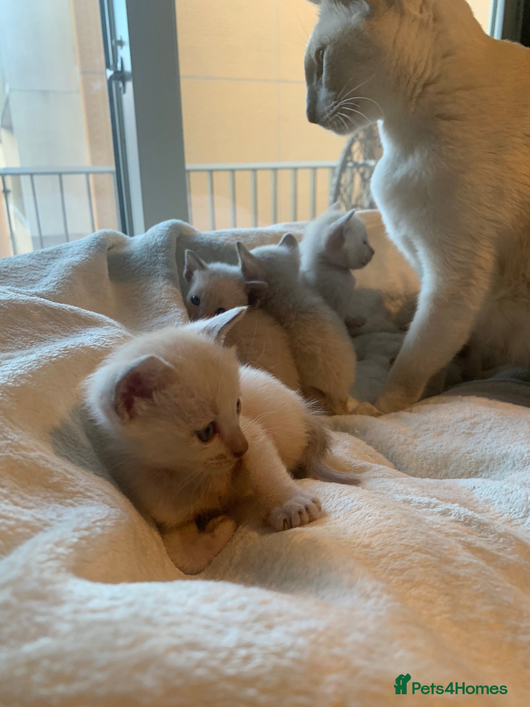 Tonkinese cats for sale: 5 Tonkinese kittens - Advert 9