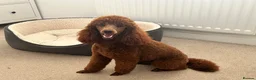 Miniature Poodle dogs for stud: Miniature Poodle Stud in Stansted - Advert 6