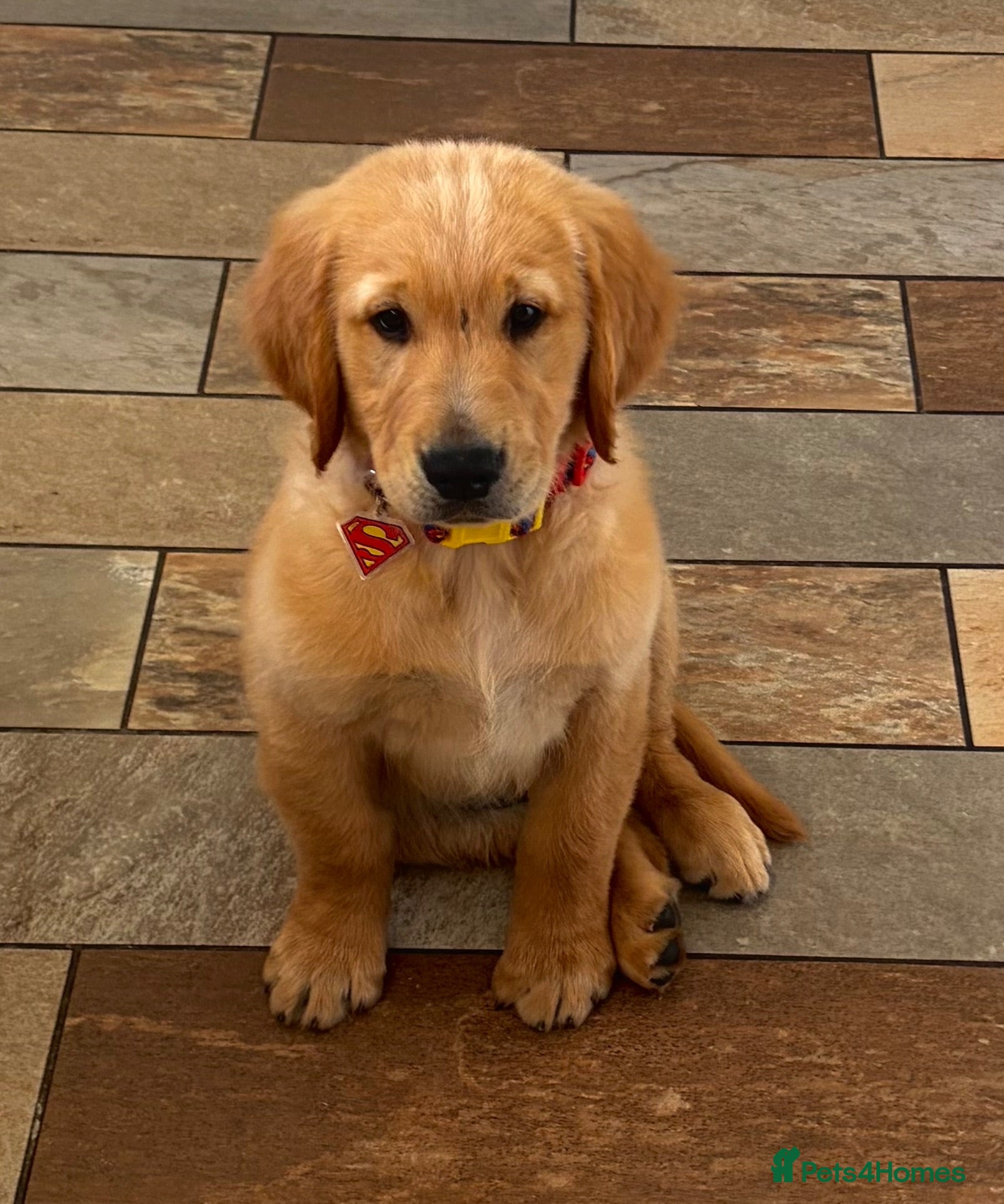 Golden Retriever dogs Ready Now 😊 gorgeous golden retriever puppies  - Advert 4