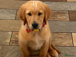 Golden Retriever dogs Ready Now 😊 gorgeous golden retriever puppies - Advert 1