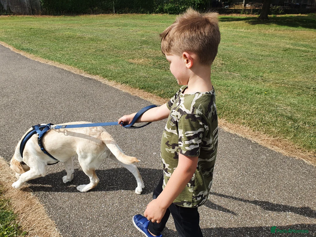 Labrador Retriever dogs for stud: Goldador for stud - Advert 5