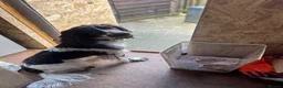 Cocker Spaniel dogs for sale: Sadly rehoming my boy - Advert 4