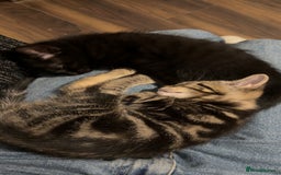 Mixed Breed cats for sale: Kittens  - Image 2