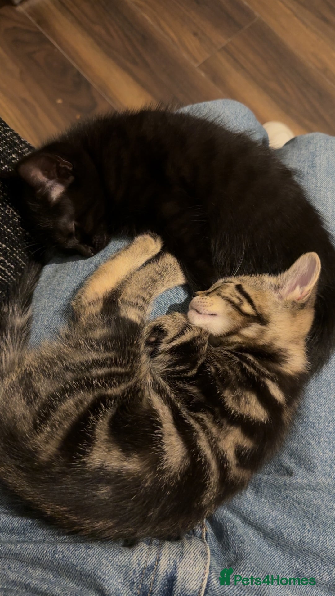Mixed Breed cats for sale: Kittens  - Image 2