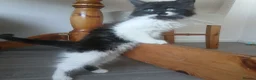 Mixed Breed cats for sale: Adorable playful kittens ready for loving homes - Advert 3