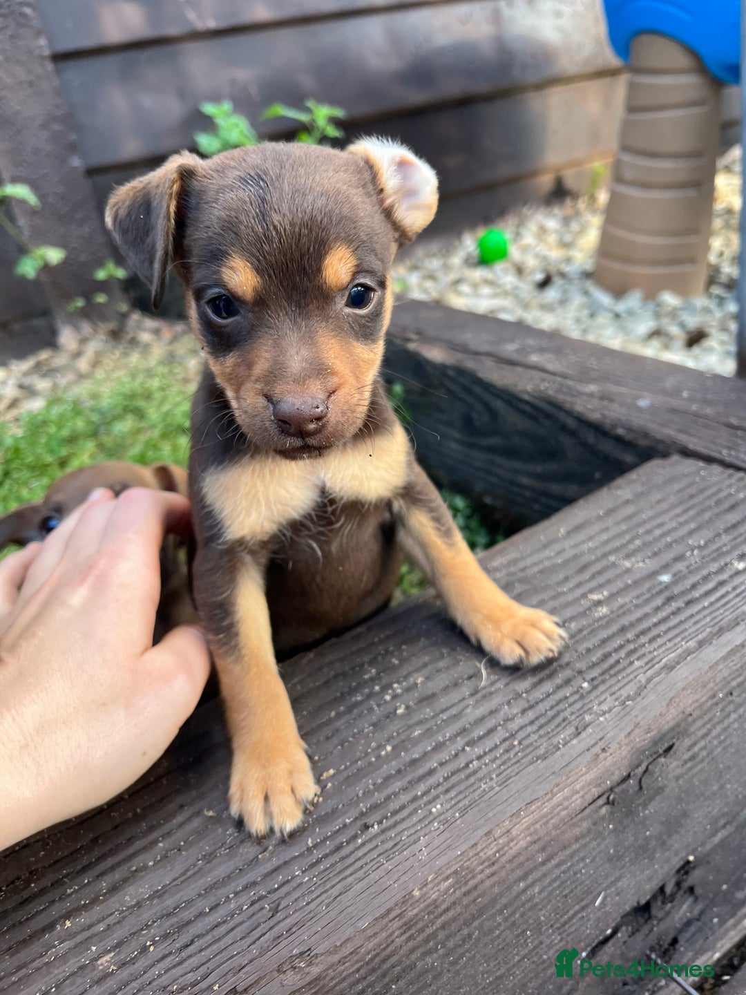 Jack Russell dogs for sale: Jack Russel puppies  - Image 1