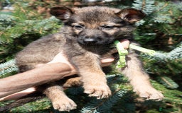 German Shepherd dogs for sale: German Shepherd Puppies - Image 23
