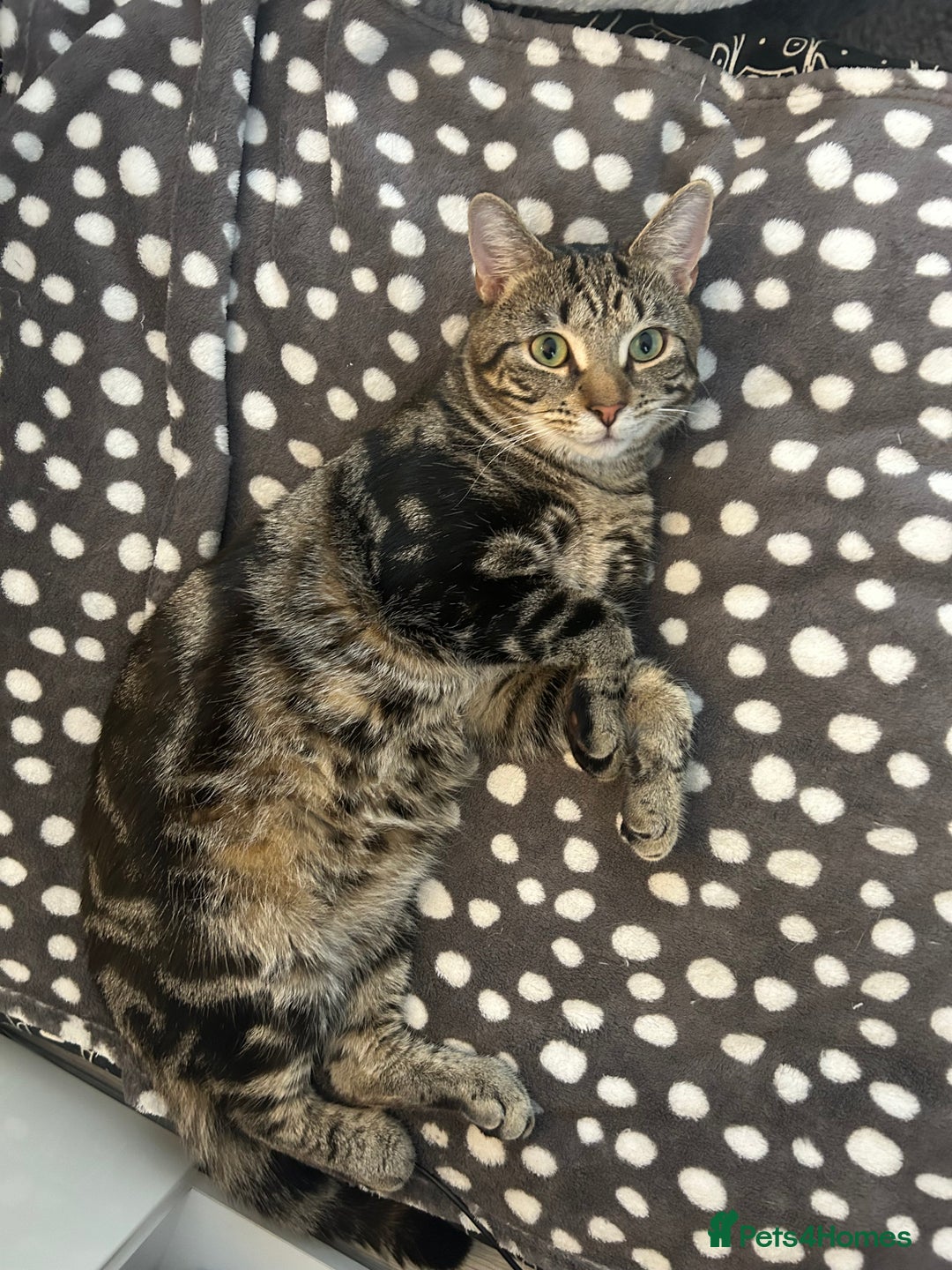 Domestic Shorthair cats for sale: Simba! - Advert 5