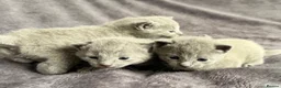 Russian Blue cats for sale: Pure TICA Champion Line Russian Blue Kittens - Advert 10