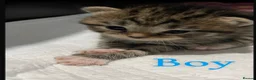 Siberian cats for sale: TeddyBear kittens for sale! (8 weeks) - Advert 14