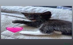 Mixed Breed cats for sale: Beautiful kittens for sale - Image 15