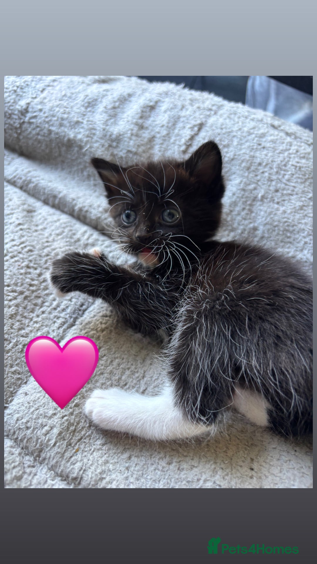Mixed Breed cats for sale: Beautiful kittens for sale - Image 15
