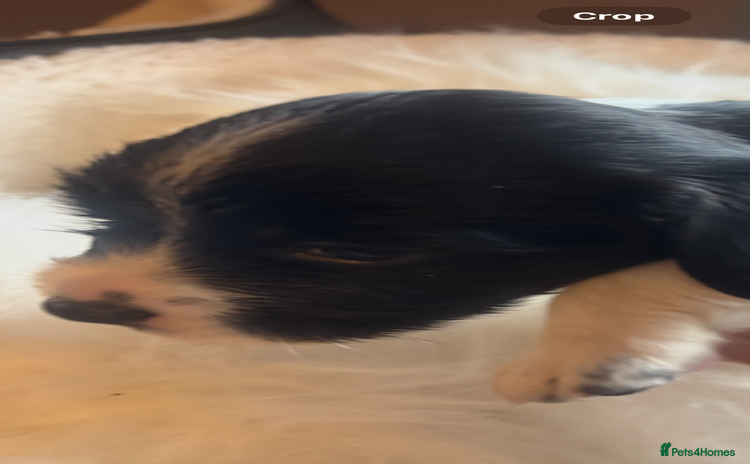 Sprocker dogs DNA CLEAR SUPERB QUALITY  LITTER🎃 - Advert 2