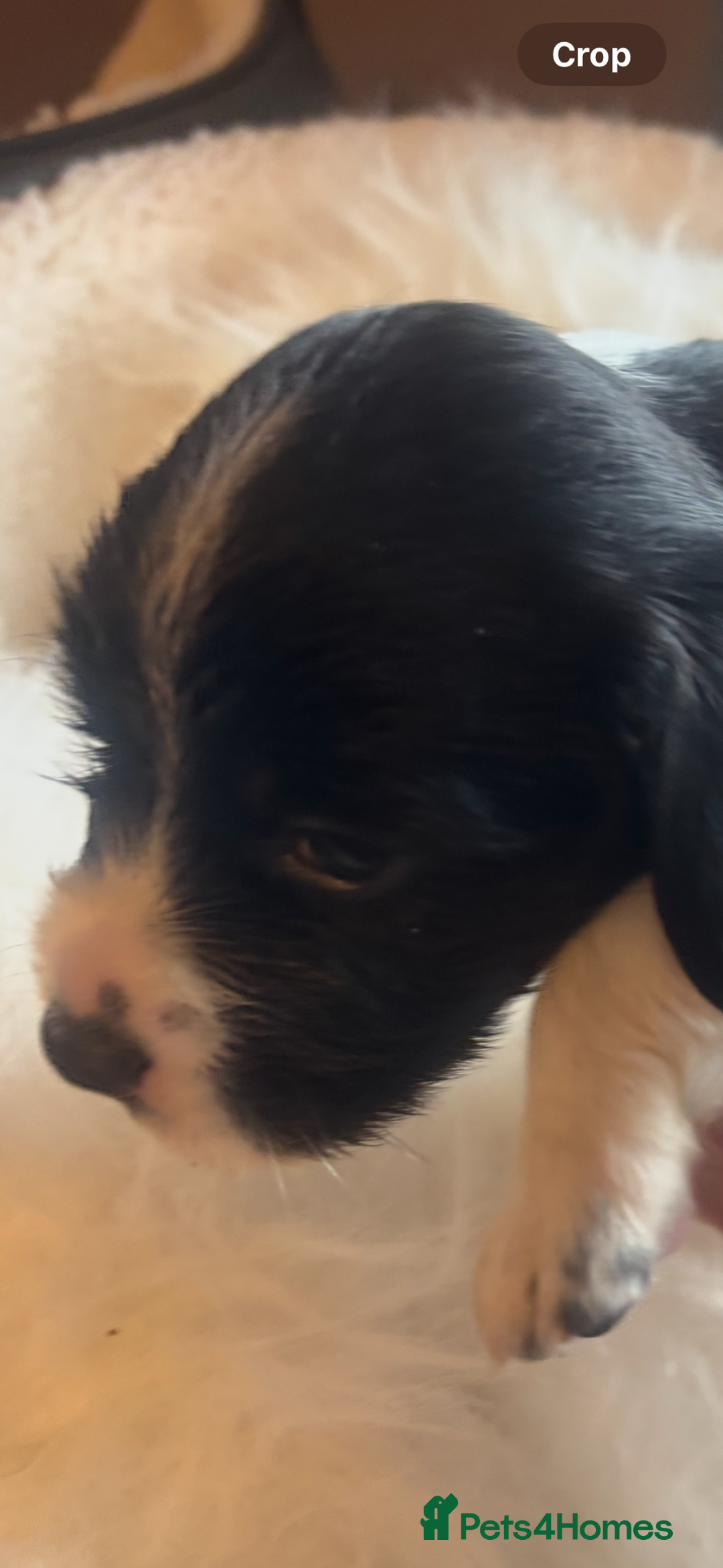 Sprocker dogs for sale: VET CHECKED HEALTHY AND READY TO LEAVE  - Advert 4