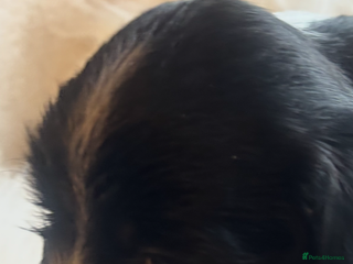 Sprocker dogs DNA CLEAR SUPERB QUALITY LITTER🎃 - Advert 9