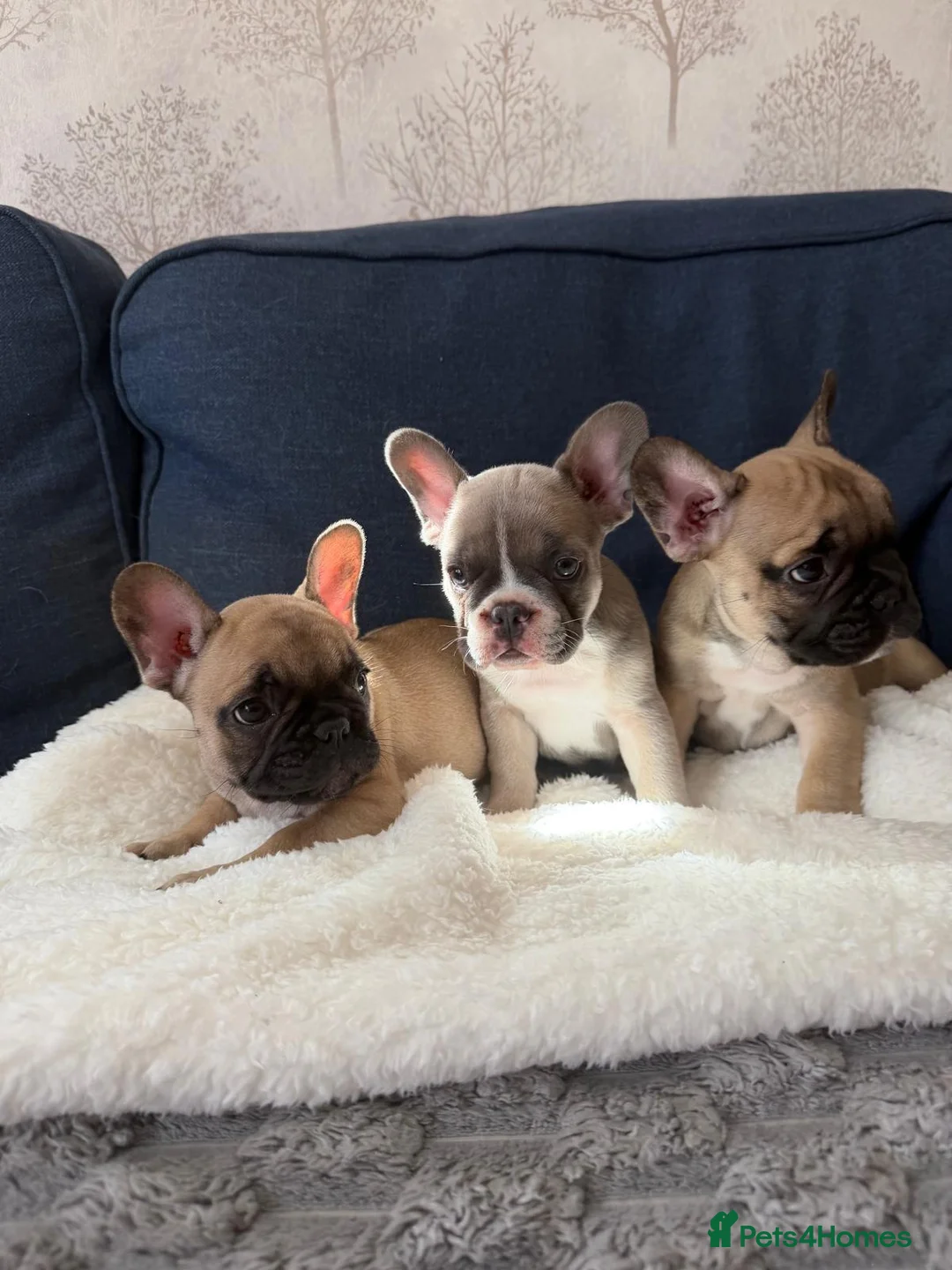 French Bulldog dogs for sale: 3 stunning french bulldogs in Grays - Advert 1