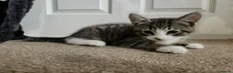 Mixed Breed cats for sale: 5 playful kittens for sale - Advert 9