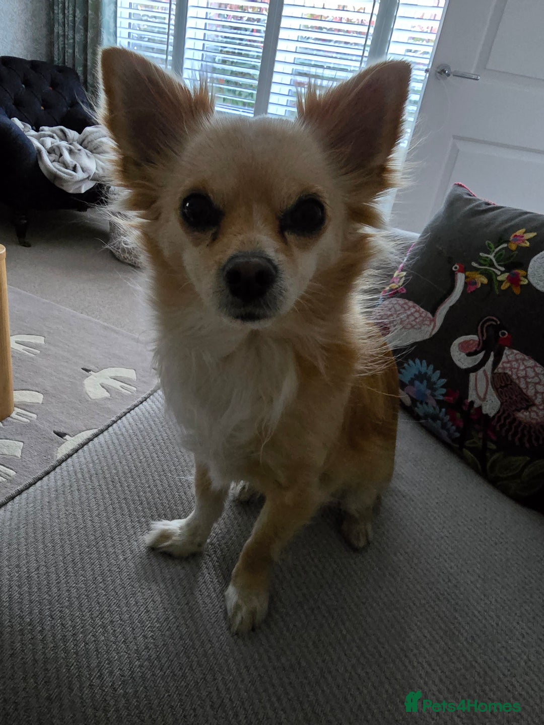 Chihuahua dogs for sale: Chihuahua  - Image 2