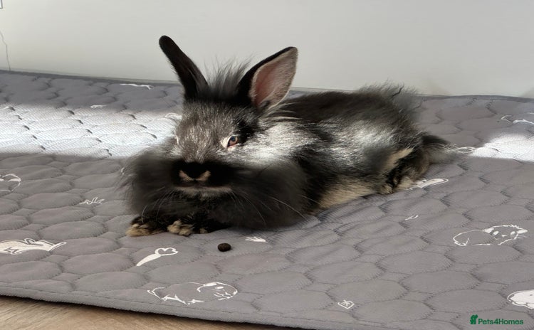 Mini Lion Lop rabbits - Advert 6