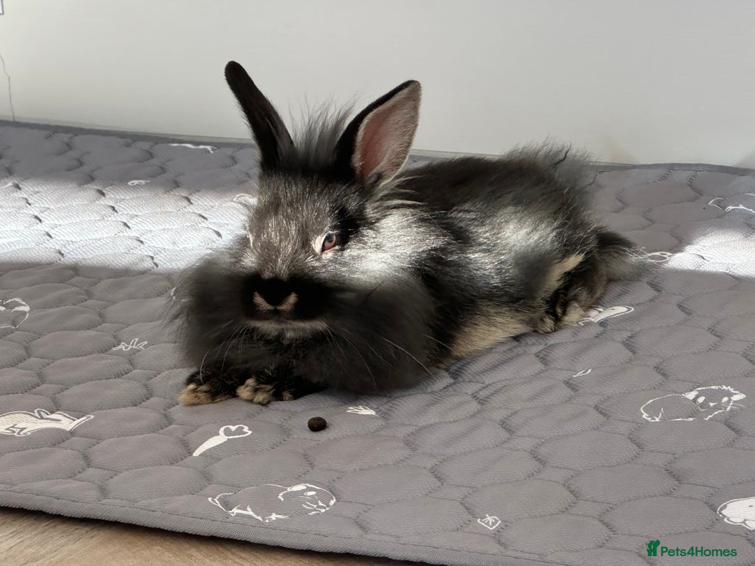 Mini Lion Lop rabbits for sale: Beautiful black lionheads - Image 1