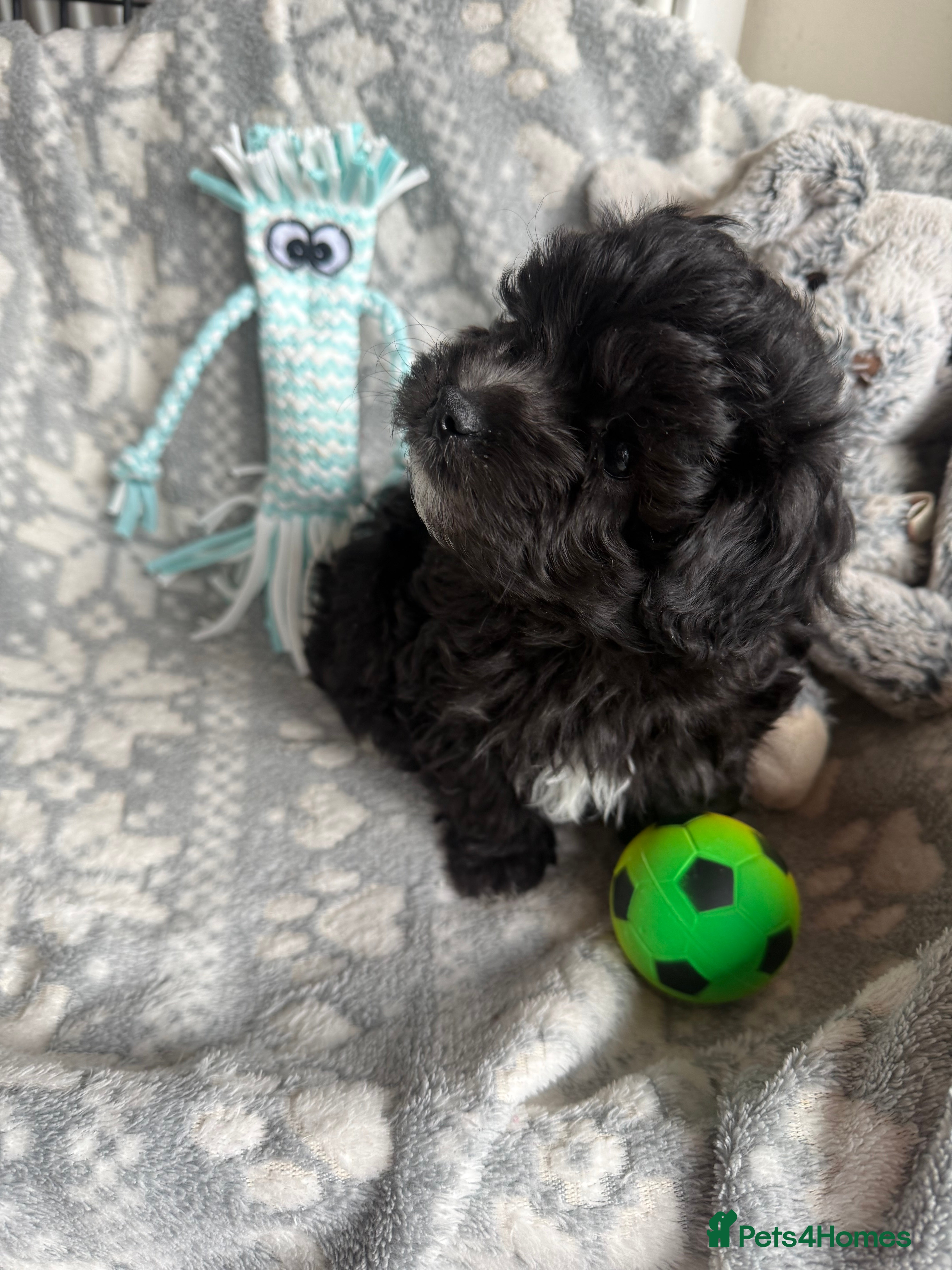 Maltipoo dogs Ready Now Exceptional Genuine F1 Maltipoo puppies  - Advert 3