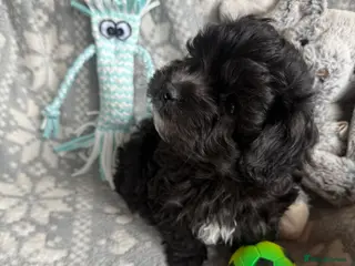 Maltipoo dogs Ready Now Exceptional Genuine F1 Maltipoo puppies - Advert 11