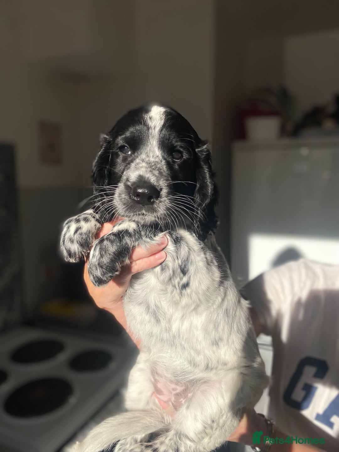 Sprocker dogs for sale: Sprocker puppy bitch  - Image 4