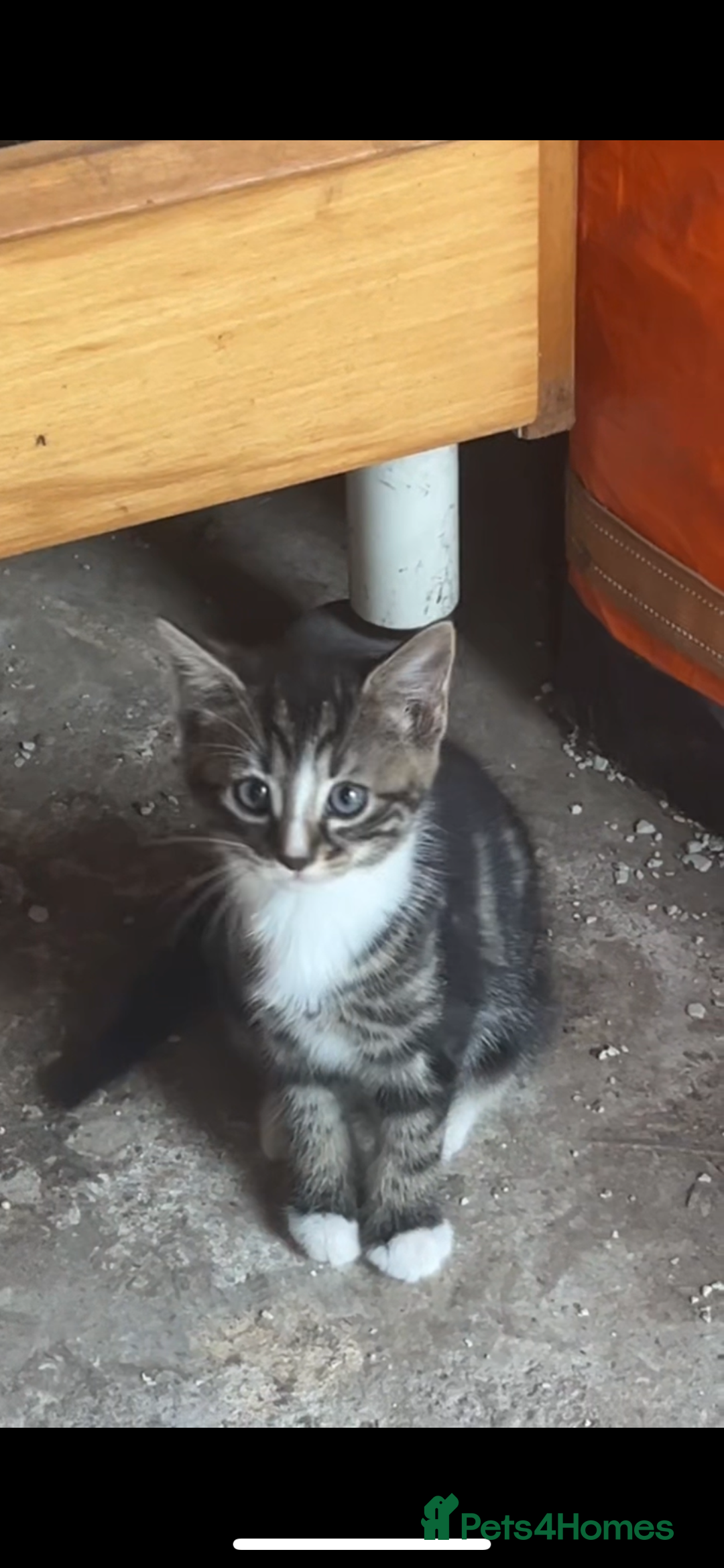Mixed Breed cats for sale: Maine coon mixed breed - Image 10