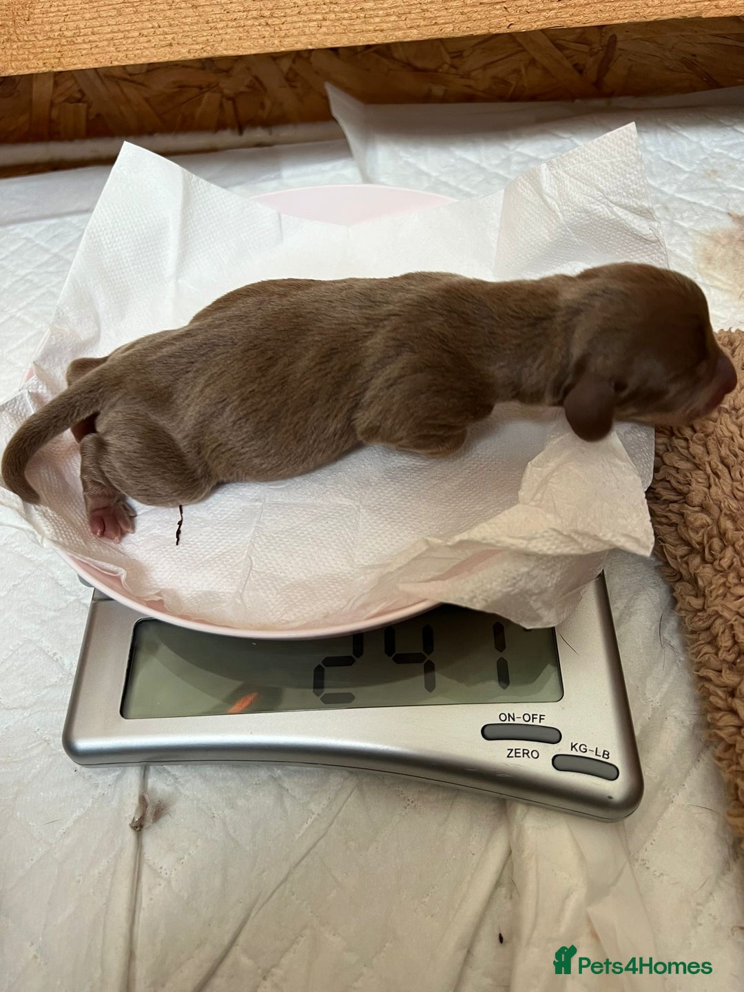 Mixed Breed dogs for sale: Sweet dachshund/ frenchie - Advert 3