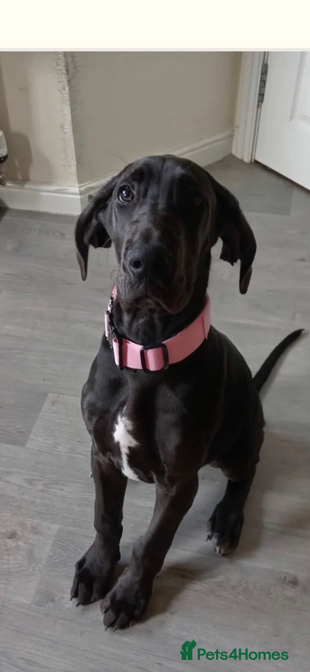 Great Dane dogs for sale: 6 month old Great Dane  - Advert 1