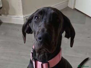 Great Dane dogs 6 month old Great Dane - Advert 3