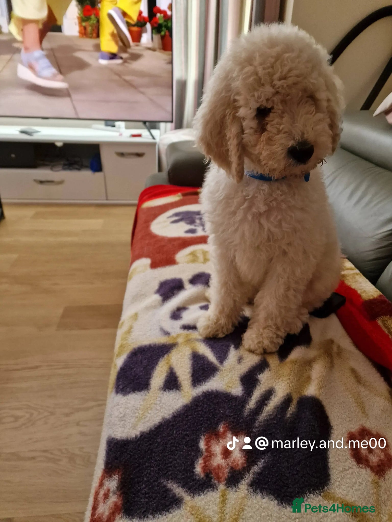 Standard Poodle dogs for stud: Standard White Poodle as stag - Advert 19