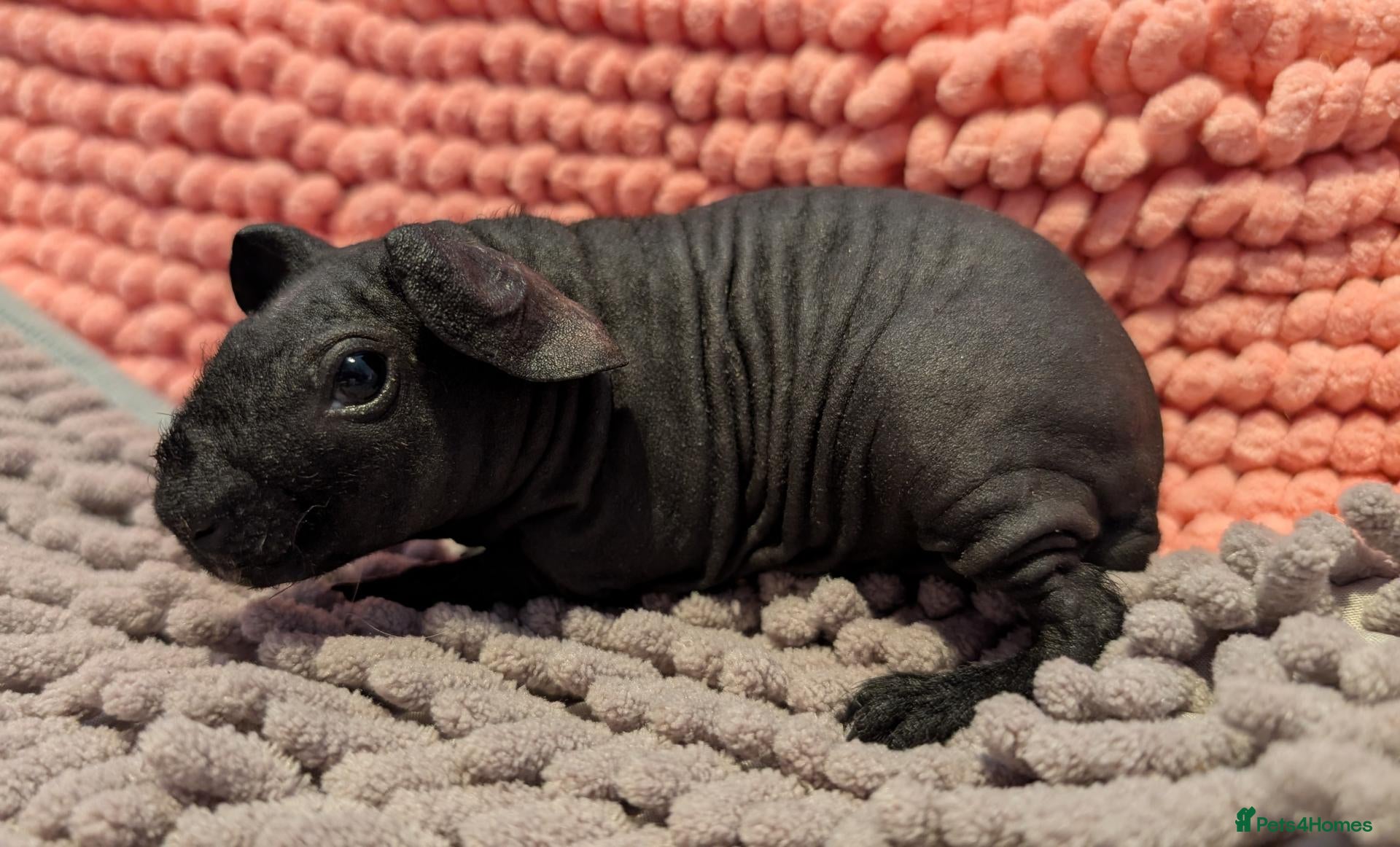 Guinea Pig rodents Baby Skinny Pig Boy and Girl - Guinea Pigs - Advert 1
