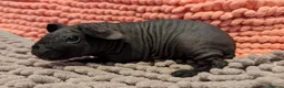 Guinea Pig rodents for sale: Baby Skinny Pig Boy and Girl - Guinea Pigs in Rugby - Advert 1