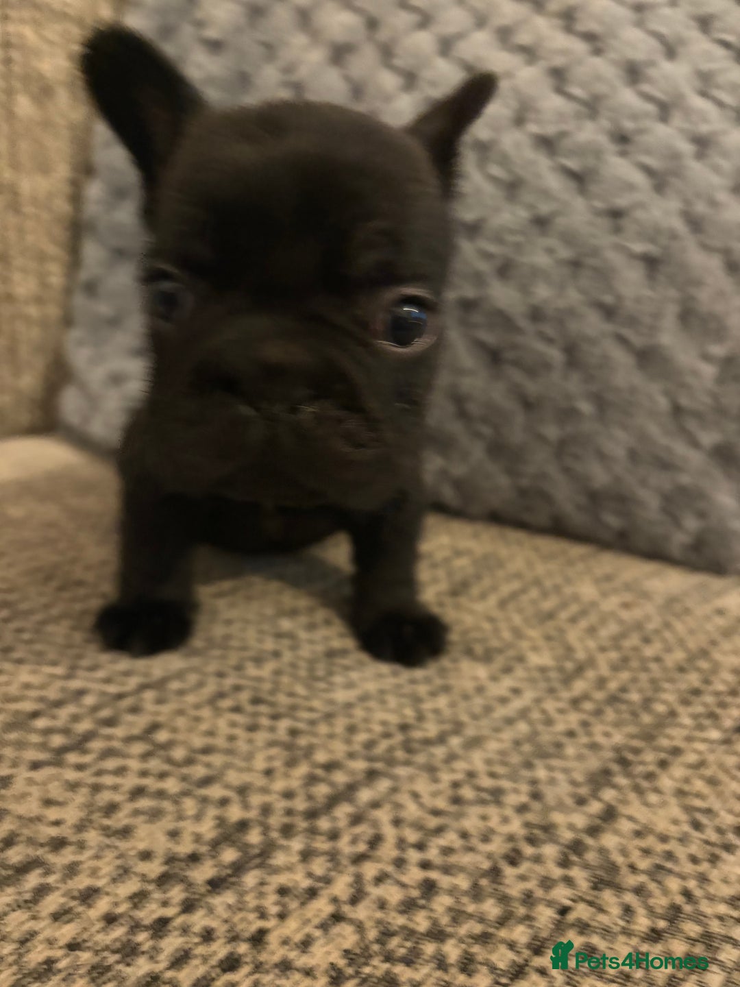 French Bulldog dogs for sale: All Male French’s Bulldog litter - Advert 11