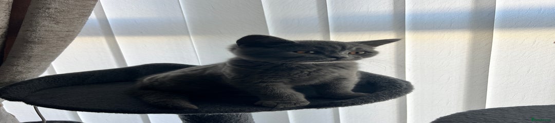 British Shorthair Kitten 1