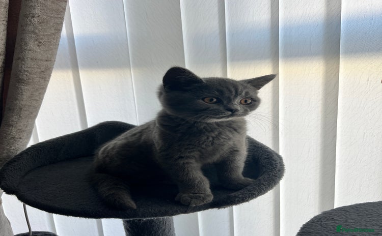 British Shorthair cats British shorthair kitten  - Advert 1
