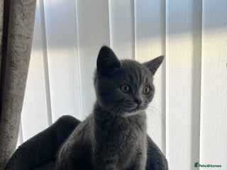 British Shorthair cats British shorthair kitten - Advert 3