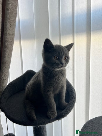 British Shorthair cats British shorthair kitten - Advert 1