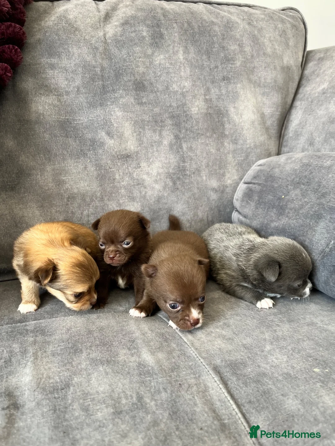 Chihuahua dogs for sale: Apple head chihuahuas  - Advert 1