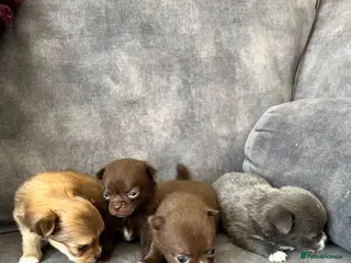 Chihuahua dogs Apple head chihuahuas - Advert 1