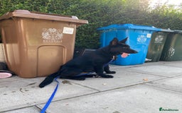 German Shepherd dogs for sale: 4 Month old German Shepherd Puppy for sale - Image 10