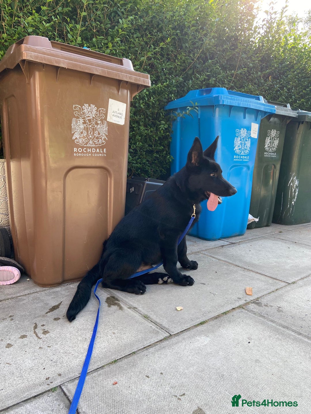 German Shepherd dogs for sale: 4 Month old German Shepherd Puppy for sale - Image 10