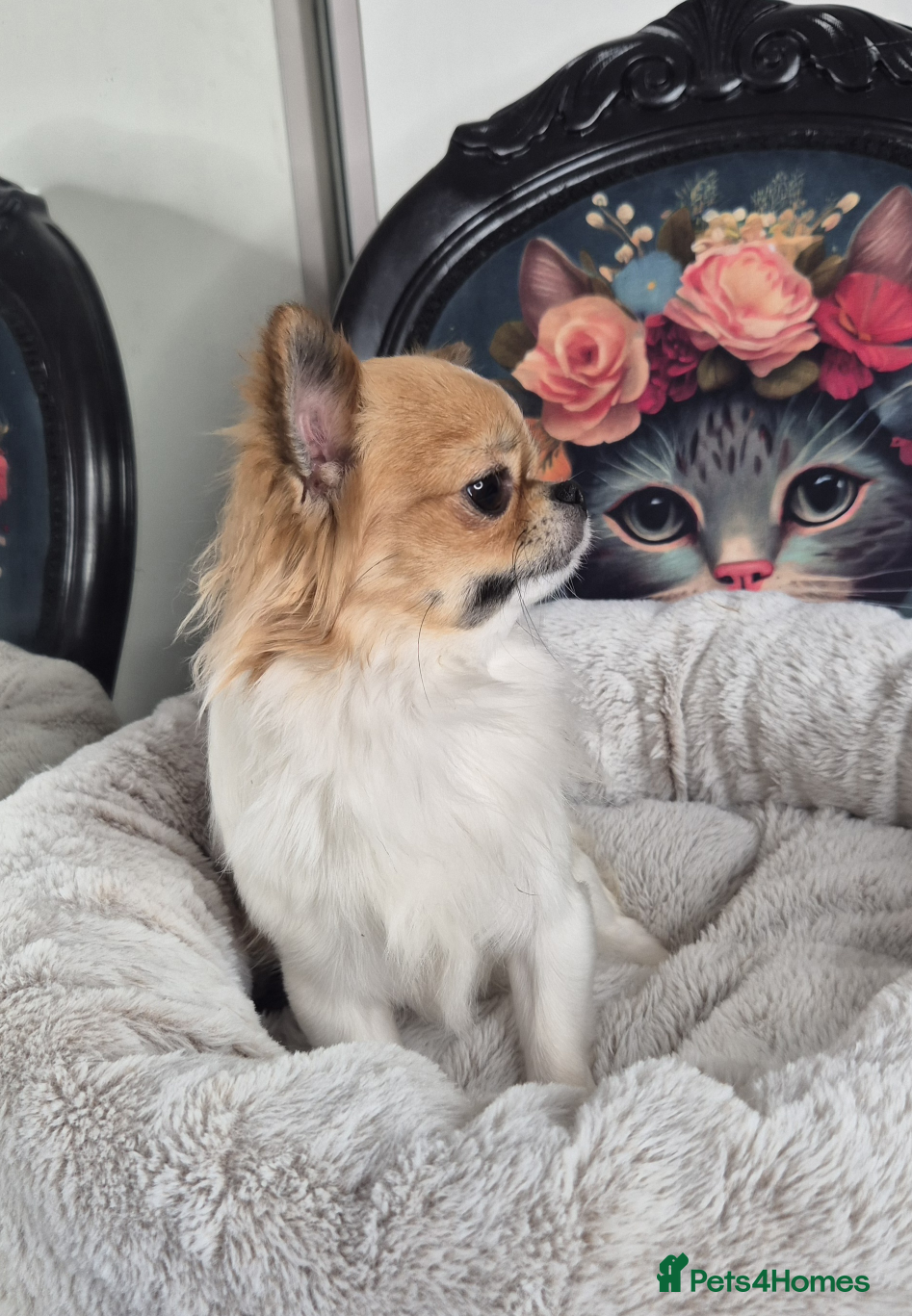 Chihuahua dogs KC registered chihuahua boy  - Advert 20