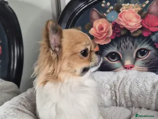 Chihuahua dogs KC registered chihuahua boy - Advert 13