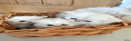 Persian cats for sale: Confidence silver tipped Persian kittens - Advert 5